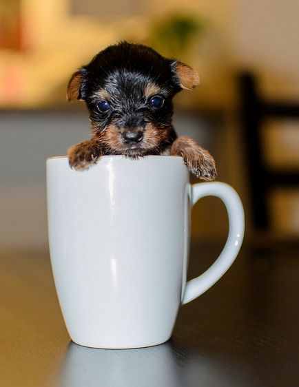 Yorkshire Terrier câine rasa (30 fotografii)