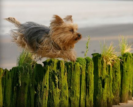 Kutyafajta Yorkshire terrier (30 fotó)