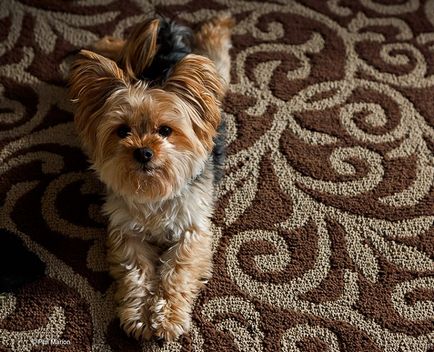 Yorkshire Terrier câine rasa (30 fotografii)