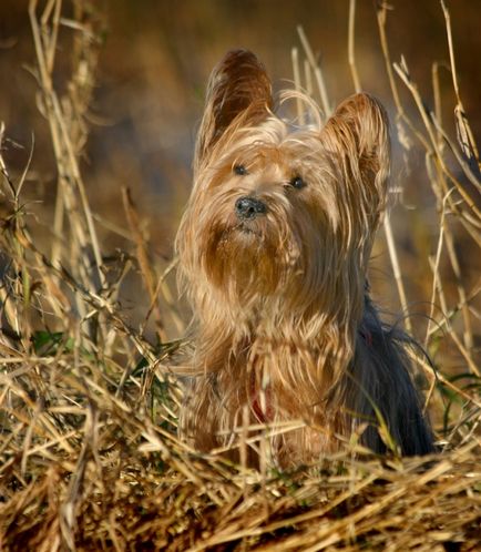 Yorkshire Terrier câine rasa (30 fotografii)