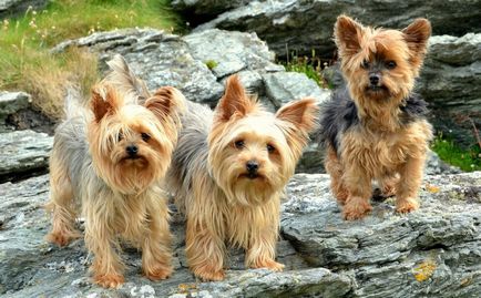 Kutyafajta Yorkshire terrier (30 fotó)