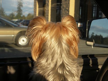 Yorkshire Terrier câine rasa (30 fotografii)