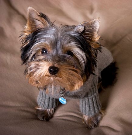 Yorkshire Terrier câine rasa (30 fotografii)