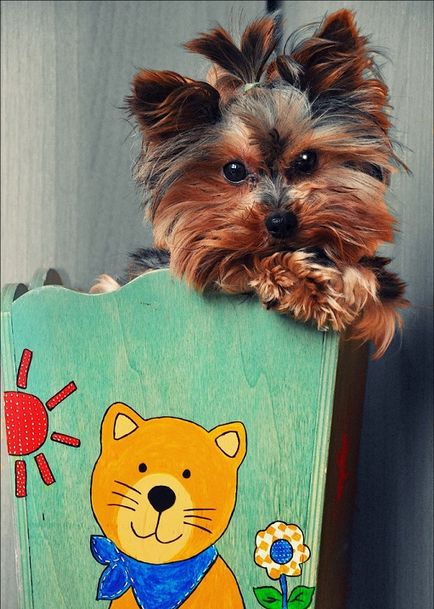 Kutyafajta Yorkshire terrier (30 fotó)