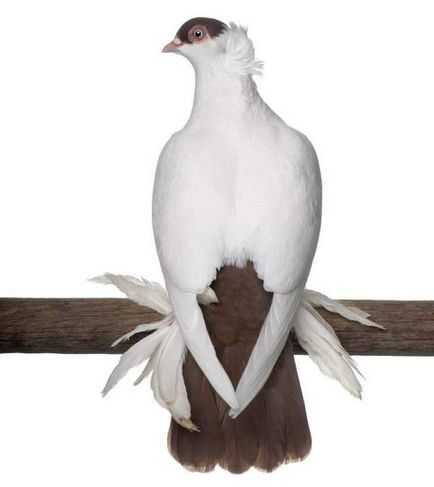 Porumbei de porumbei domestici - o revizuire - propria lor pasăre