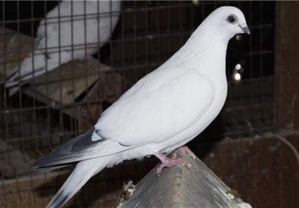 Porumbei de porumbei domestici - o revizuire - propria lor pasăre