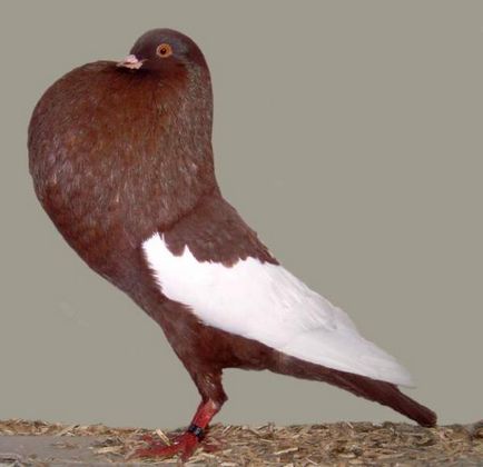 Породи гълъби - Общ преглед - си е за птици