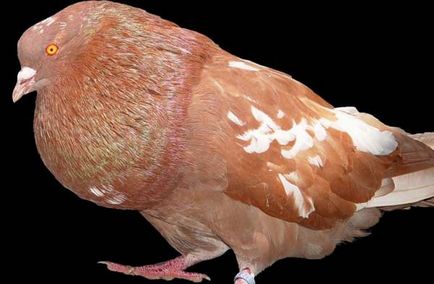 Породи гълъби - Общ преглед - си е за птици