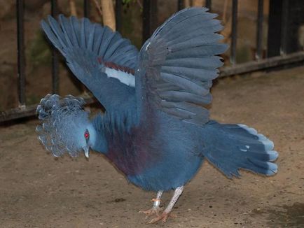 Породи, видове и разновидности на гълъби породи и най-красивите гълъбите
