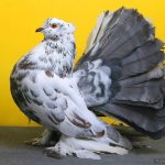 Породи, видове и разновидности на гълъби породи и най-красивите гълъбите