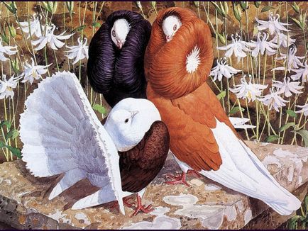 Rasele, speciile și varietățile de porumbei sunt decorative și cele mai frumoase porumbei