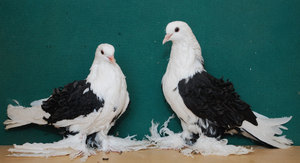Rasele, speciile și varietățile de porumbei sunt decorative și cele mai frumoase porumbei