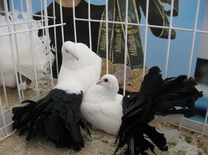 Породи, види та різновиди голубів декоративні та найкрасивіші голуби