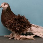 Породи, види та різновиди голубів декоративні та найкрасивіші голуби