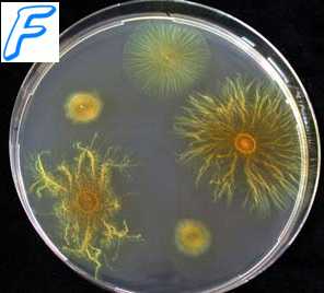 vetés baktériumok