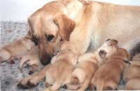Agresiunea postnatală la câini - totul despre câini 1