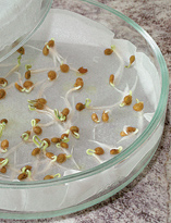 Sfaturi practice pentru îmbibarea semințelor înainte de însămânțare