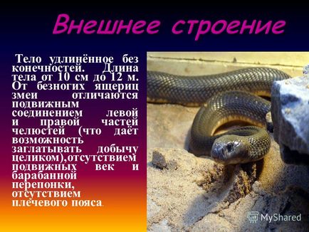 Prezentare pe lumea șerpilor - care sunt șerpi, schelet de șarpe, simțuri, viziune, cea mai lungă