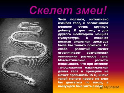 Презентація на тему світ змій - хто такі змії, скелет змії, органи чуття, зір, найдовша