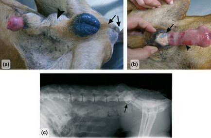 Priapismul la câine, asociat cu stenoza lombară, medic veterinar