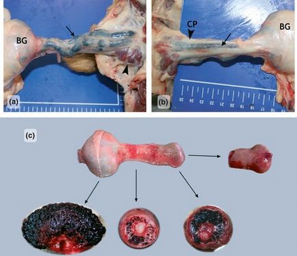 Priapismus kutyákban társított lumbális stenosis, állatorvos