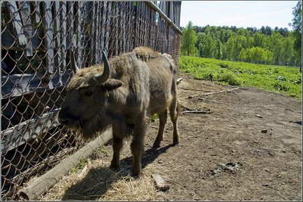 Приоксько-терасний заповідник