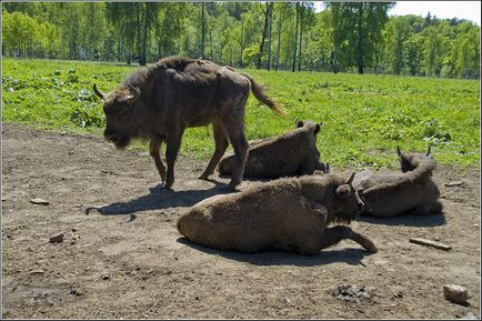 Приоксько-терасний заповідник