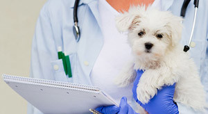 Vaccinarea pentru câini în funcție de vârstă și program