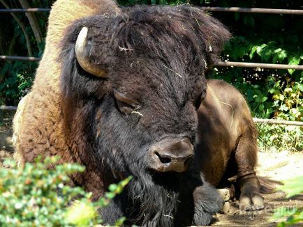 O plimbare prin grădina zoologică din Praga