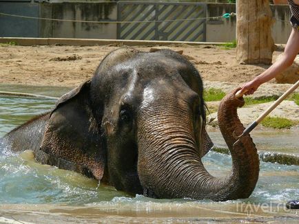 O plimbare prin grădina zoologică din Praga