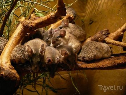 O plimbare prin grădina zoologică din Praga