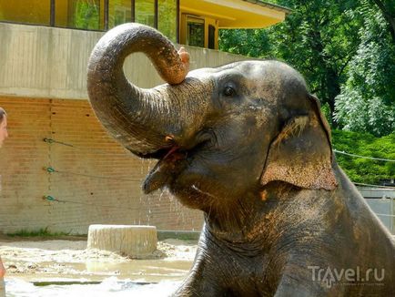 O plimbare prin grădina zoologică din Praga