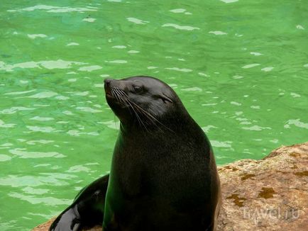 O plimbare prin grădina zoologică din Praga