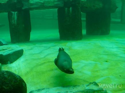 O plimbare prin grădina zoologică din Praga