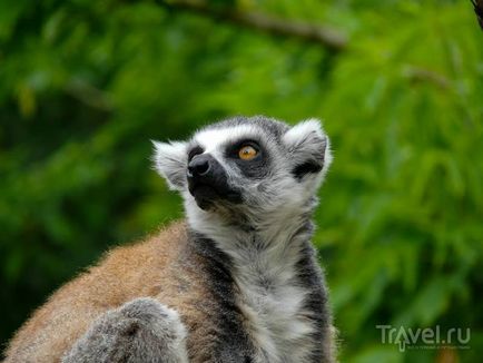 O plimbare prin grădina zoologică din Praga