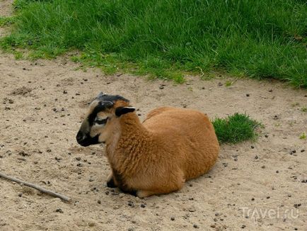 O plimbare prin grădina zoologică din Praga