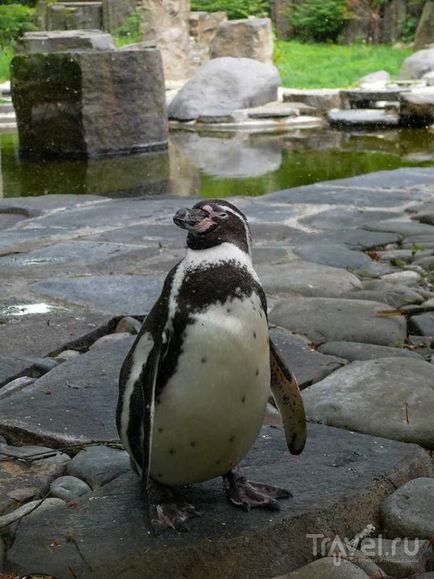 O plimbare prin grădina zoologică din Praga