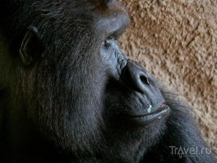 O plimbare prin grădina zoologică din Praga