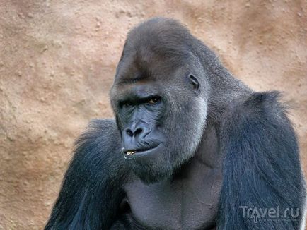 O plimbare prin grădina zoologică din Praga