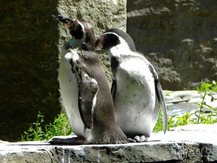 O plimbare prin grădina zoologică din Praga