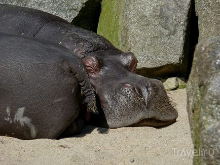 O plimbare prin grădina zoologică din Praga