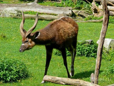 O plimbare prin grădina zoologică din Praga