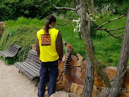 O plimbare prin grădina zoologică din Praga