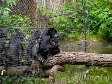 O plimbare prin grădina zoologică din Praga