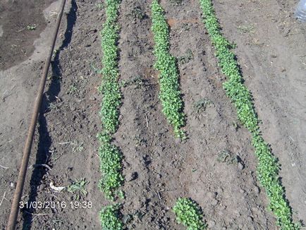 Despre varza de plantare (un bunic sfatuit)