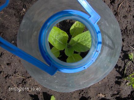 Despre varza de plantare (un bunic sfatuit)