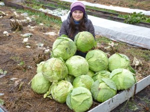 Despre varza de plantare (a spus un bunic)