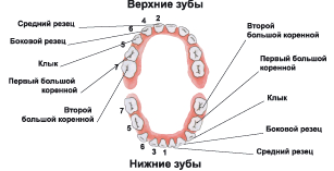 прорізування зубів