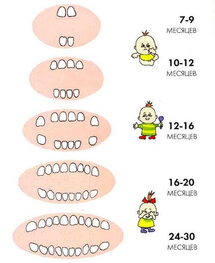 Dentiție dinți