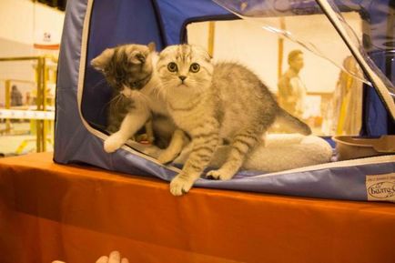 Fluffy raport de fotografie de weekend de la spectacol de pisici, Petrozavodsk spune, Petrozavodsk ziar on-line,